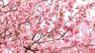 Viral Turis Indonesia Rusak Pohon Sakura di Jepang, Padahal Punya Makna Mendalam Buat Warga Lokal