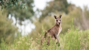 Hasil Penelitian Ungkap 3 Spesies Kanguru Baru Punah di Australia