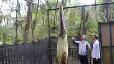 Bunga Bangkai Raksasa Mekar Hingga Setinggi 3,5 Meter di Kebun Raya Cibodas