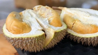 Rp 3,05 Juta Menanti Juara Belah Durian Unboxing Challenge di Sumbar