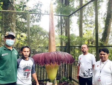 Bunga Bangkai di Kebun Raya Cibodas Mekar hingga 3 Meter
