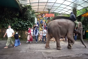 Intip Destinasi Wisata Kebun Binatang di Jawa Barat, Sarana Rekreasi yang Edukatif untuk Anak-Anak