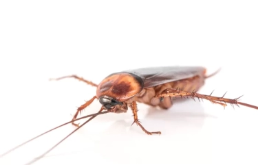 5 Cara Mengusir Kecoa di Rumah yang Cepat dan Tepat, Salah Satunya dengan Menggunakan Produk Insektisida