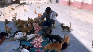 Pemuda Gaza Jadi Relawan untuk Memberi Makan dan Selamatkan Ratusan Kucing Meski dalam Bahaya Perang
