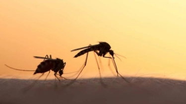 Kasus DBD di Indonesia Sedang Tinggi, Pencegahan Penyakit Menular dari Nyamuk Perlu Jadi Prioritas