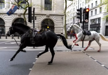 5 Kuda Militer Melarikan Diri, Melukai Sedikitnya Empat Orang di Dekat Istana Buckingham