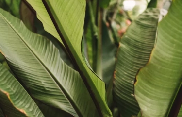 5 Manfaat Daun Pisang untuk Kesehatan yang Jarang Orang Ketahui