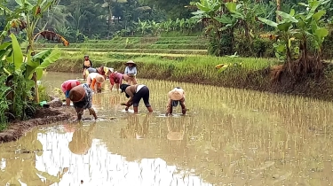 Pemerintah Bakal Kembangkan Padi China di Kalteng, BRIN: Kita Lihat Saja