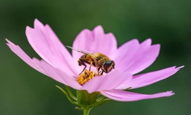 Terkena Sengatan Lebah? Jangan Panik, Simak 4 Pertolongan Pertama Secara Alami dan Obat yang Tepat