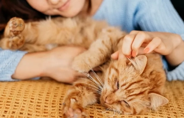 Waspada! Ini Dia 4 Penyakit Akibat Tidur Bersama dengan Kucing