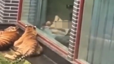 Viral Video Perempuan Telanjang Bulat Depan 2 Ekor Harimau, Netizen Ribut: Birahi Sama Binatang