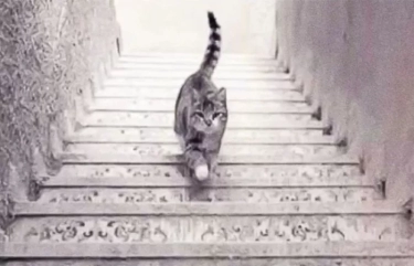 Tes Kepribadian: Perbedaan Gambar Kucing Ini Mengungkapkan Sifat Seseorang, Ada yang Cerdik dan Tidak Mudah Tertipu