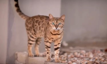 5 Ras Kucing Teratas yang Mirip dengan Macan Tutul, Harimau dan Kucing Liar