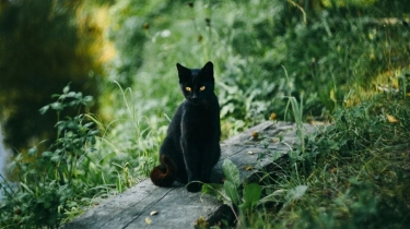 8 Arti Mimpi Melihat Kucing Hitam, Tanda Asmara Lagi Sial Hingga Putus Asa!