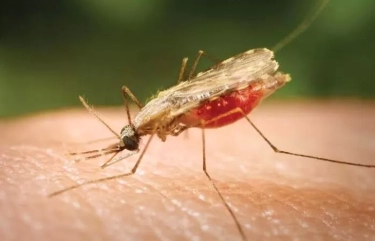 Alasan Malaria Menjadi Penyakit yang Berbahaya, Bisa Menyebabkan Kematian, Simak Penjelasannya