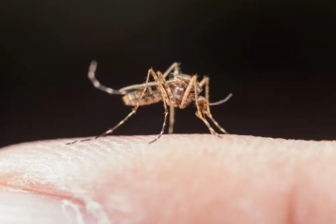 Kenali Sejumlah Gejala Ringan sampai Berat Penyakit Malaria, Salah Satunya Kehilangan Nafsu Makan