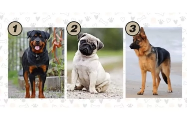 Tes Kepribadian: Ungkap Gaya Komunikasi dengan Memilih Salah Satu Anjing Favorit, Anda Termasuk yang Mana?
