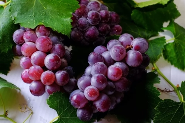 Lengkap! 10 Manfaat Luar Biasa Buah Anggur untuk Kesehatan, Fungsi Tubuh, dan Mencegah Kanker