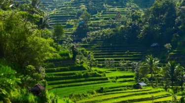 Sistem Irigasi di Bali Bakal Diperkenalkan Indonesia di World Water Forum ke-10