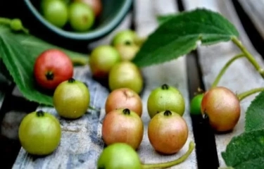 Sering Terbuang! Ternyata Buah Kersen Mempunyai Manfaat yang Jarang Diketahui, Salah Satunya untuk Penyandang Diabetes