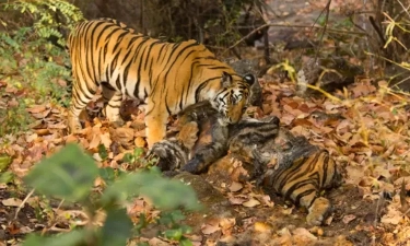 Pekerja Perkebunan Tewas Diterkam Harimau Sumatera, BBKSDA Pasang Kamera Jebak di Sejumlah Lokasi Tewasnya Korban