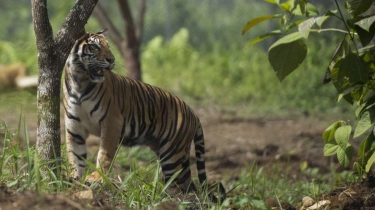 Pekerja Tewas Mengenaskan Diterkam Harimau di Riau, Sempat Teriak Minta Tolong