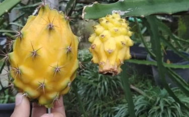 Miliki Keunikan Warna Mencolok, Berikut 4 Manfaat Mengonsumsi Buah Naga Kuning