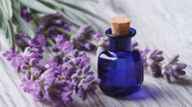 Mengenal Khasiat Minyak Herbal Lavender Sanga-Sanga, Redakan Sakit Kepala Hingga Menenangkan