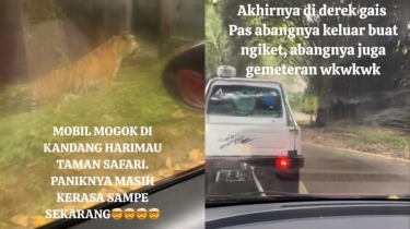 Viral Mobil Pengunjung Taman Safari Mogok di Kawasan Harimau, Sempat Trauma Kehabisan Oksigen Hingga Diterkam!