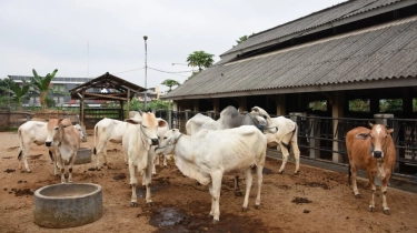 Jangan Sampai Salah Pilih! Begini Cara Memilih Hewan Kurban Menurut Pakar Peternakan