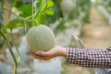 Bisa Turunkan Berat Badan, Berikut 7 Manfaat Buah Melon yang Jarang Diketahui