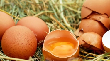 8 Arti Mimpi Dilempar Telur Busuk: Dikhianati dan Dikelilingi Orang Jahat!