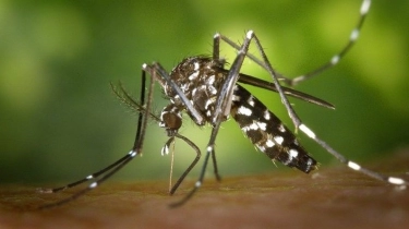 Kasus DBD Tembus 91 Ribu, Dokter Sebut Vaksin Dengue Sebagai Solusi Preventif yang Efektif
