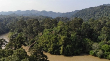 Melihat Jeroan PT IAL yang Bakal Babat Hutan Adat Papua Seluas Jakarta: Perusahaan Cangkang Asal Malaysia