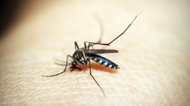 Heboh Rumah Kena Denda Rp 50 Juta Jika Ada Jentik Nyamuk BDB, Memang Seberbahaya Itu?