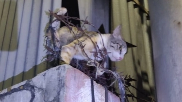 Heroik! Kisah Damkar Selamat Kucing Abu-abu yang Dikejar Kucing Oren, Nyangkut di Kawat Berduri