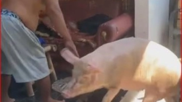 Pemilik Rumah Ini Kedatangan Tamu Babi, Diusir Malah Keliling