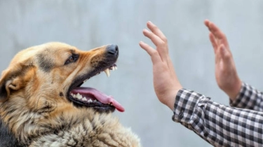 Pro Kontra Satpam Pukul Anjing di Plaza Indonesia, Berikut Ini Fakta-faktanya
