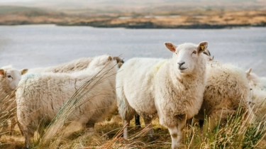 Domba Rasulullah untuk Hewan Kurban: Seperti Apa Ciri dan Keistimewaannya?