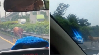 7 Video Viral Sapi Lepas: Jatuhkan Motor hingga Masuk Jalan Tol