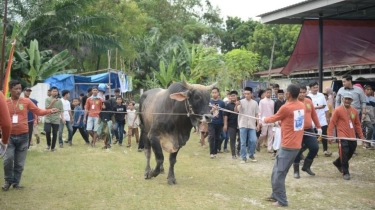 Kisah Warga Kudus Tak Sembelih Sapi di Idul Adha, Ada Tradisi Toleransi Sejak Zaman Sunan Kudus