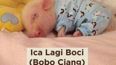 Mengapa Babi Dipanggil Ica oleh Netizen? Meme Ini Penyebabnya