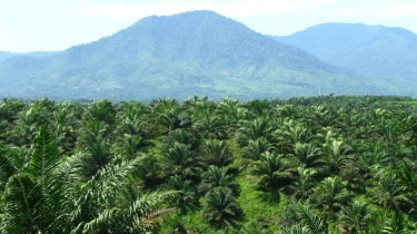 Pembentukan PalmCo Perkuat Ekosistem Sawit Nasional
