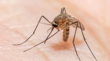 17 Daerah di Indonesia Bebas Malaria, Berikut Ini Daftarnya!