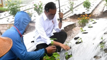 Jokowi Cari Investor Buat Food Estate, APBN Jebol?