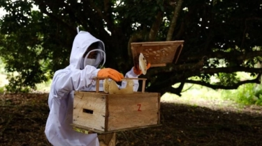 Lebah Berikan Nilai Ekonomi, KPI Jadikan Warga Sungai Pakning Bertani di Sekitar Pekarangan