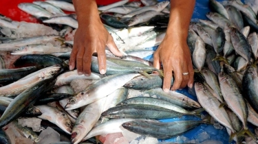 Ekonomi Biru Indonesia: 45 Persen Perdagangan Dunia Lewat Samudera Kita, Produksi Perikanan 50 Juta per Tahun