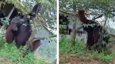 Miris! Tergusur Pembangunan, Orang Utan Sebesar Pohon Terpaksa Turun ke Jalan