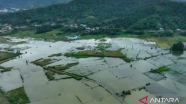 Terjadi Luapan Sungai, Sawah Penghasil Padi di Kabupaten Konawe Belum Produksi