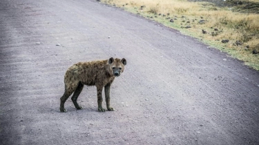 Heboh! Hyena Liar Nyasar di Pasar Kota Nguru Nigeria Akhirnya Tertangkap